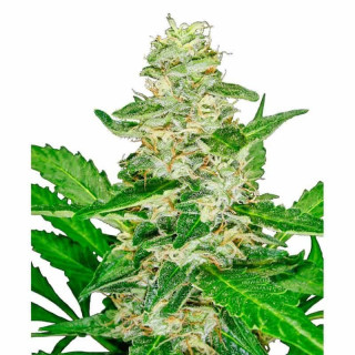 Super skunk auto Sensi Seeds Graines de Collection