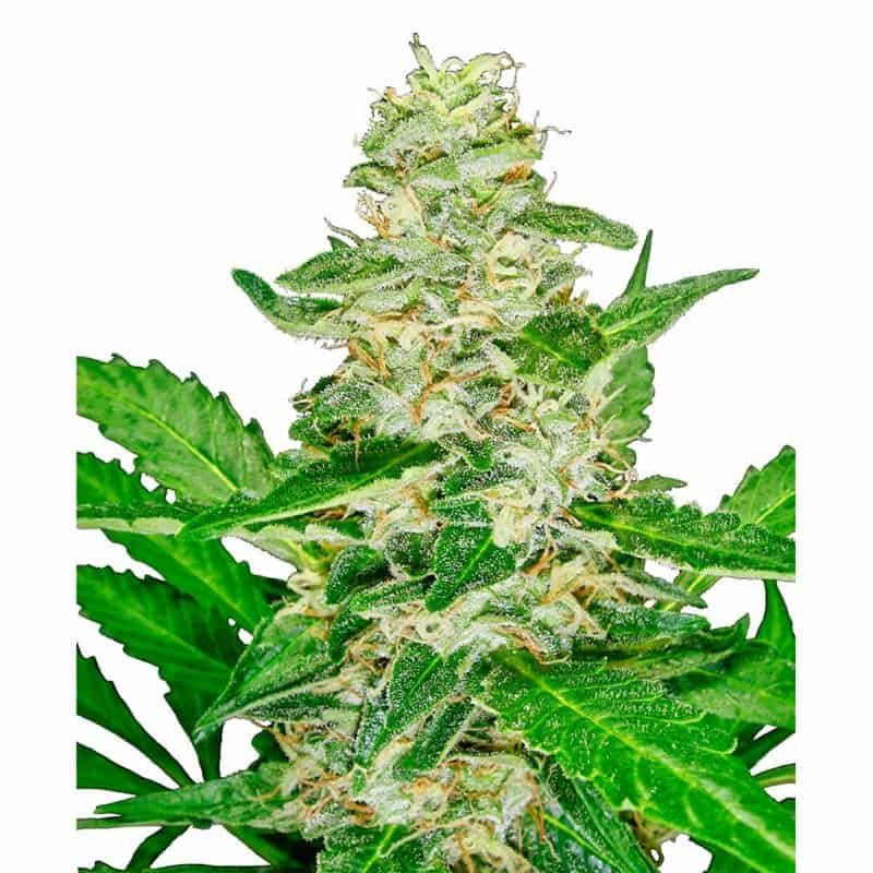 Super skunk auto Sensi Seeds Graines de Collection