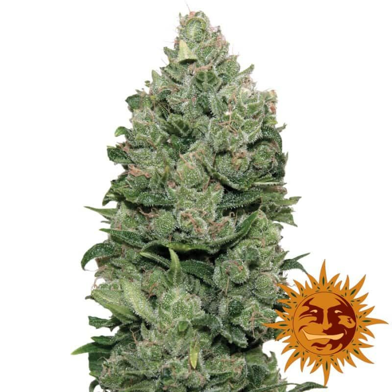 Top dawg barney's farm féminisée Top dawg barney's farm féminisée