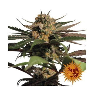 Violator kush barney's farm féminisée