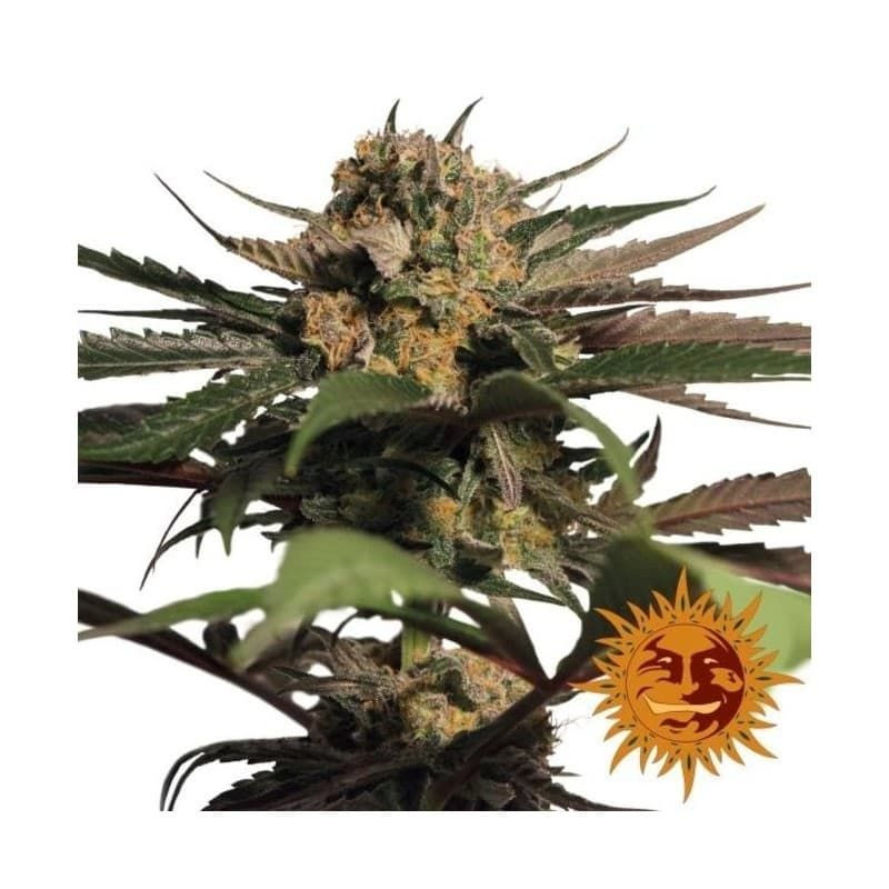 Violator kush barney's farm féminisée