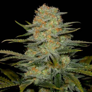 Amnesia CBD - Dinafem Seeds - Graines de cannabis de collection