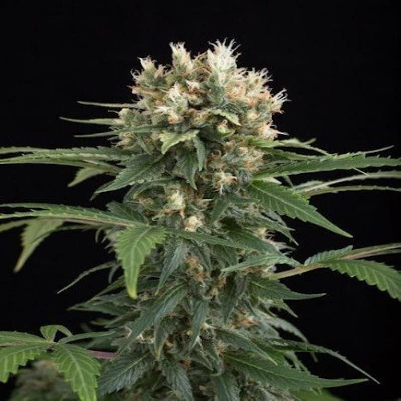 Blue thai dinafem seeds féminisée Blue thai dinafem seeds féminisée