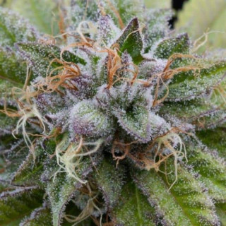 Bubba kush dinafem féminisée