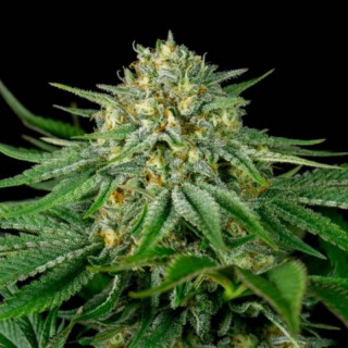 Bubba Kush CBD - Dinafem Seeds - Graines de cannabis de collection