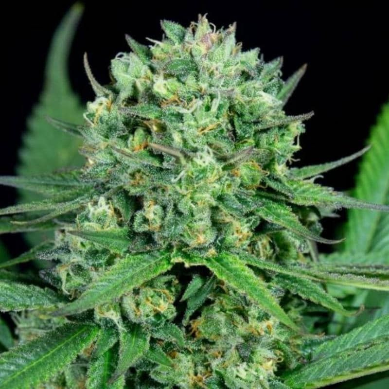 Cheese cbd féminisée dinafem seeds