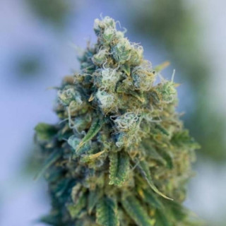 Critical Mass CBD - Dinafem Seeds - Graines de cannabis de collection