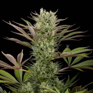 Deep cheese dinafem seeds - féminisée Graines de Collection