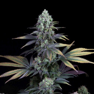 Dinamed cbd féminisée dinafem seeds