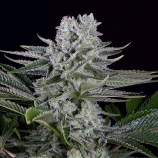 Gorilla cbd féminisée dinafem seeds