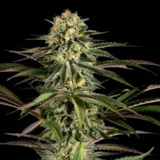 Kush N cheese dinafem seeds féminisée