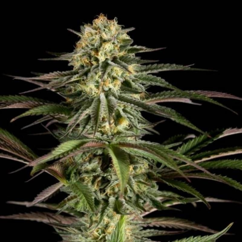 Kush N cheese dinafem seeds féminisée Kush N cheese dinafem seeds féminisée