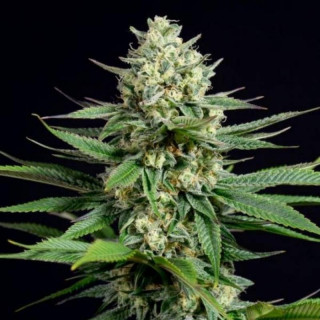 OG Kush CBD - Dinafem Seeds - Graines de cannabis de collection