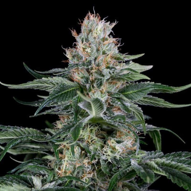 Orange juice dinafem seeds féminisée Orange juice dinafem seeds féminisée