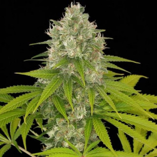 Power kush dinafem féminisée