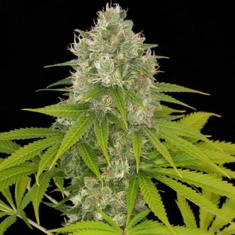 Power kush dinafem féminisée Power kush dinafem féminisée