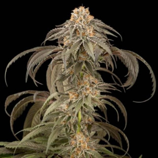 Purple afghan kush dinafem féminisée Graines de Collection