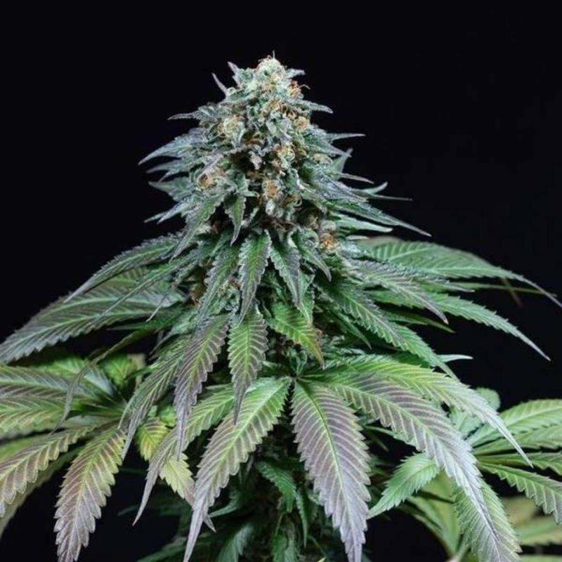 Purple moby dick dinafem seeds féminisée Purple moby dick dinafem seeds féminisée