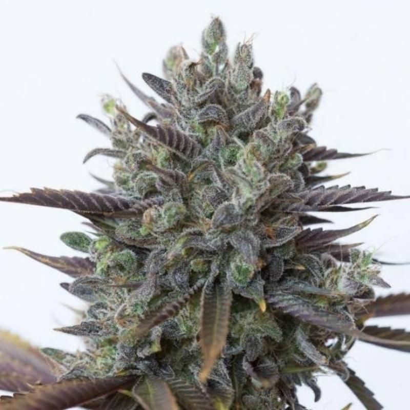 Purple orange cbd dinafem seeds féminisée