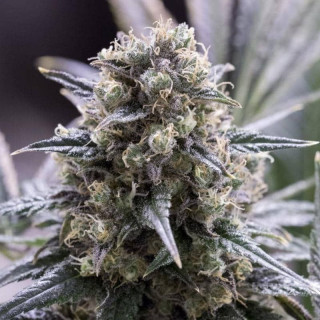 Quick dinamed CBD dinafem seeds