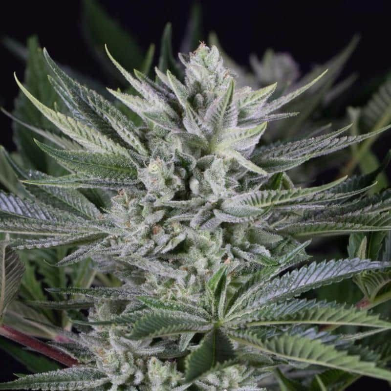 Quick gorilla dinafem seeds féminisée Graines de Collection