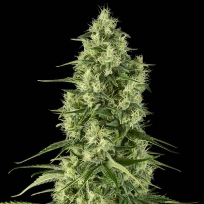 Santa sativa dinafem seeds - féminisée Graines de Collection