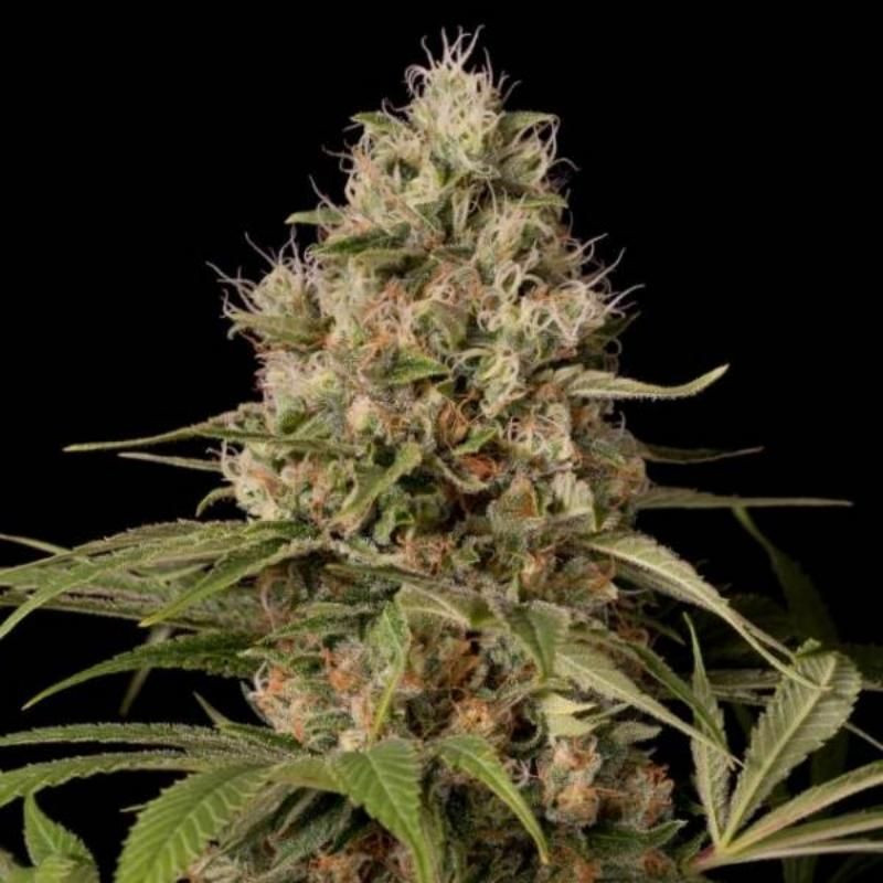 Shark shock cbd féminisée dinafem seeds