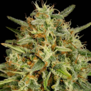 Strawberry amnesia dinafem seeds féminisée