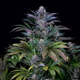 Super silver dinafem seeds féminisée