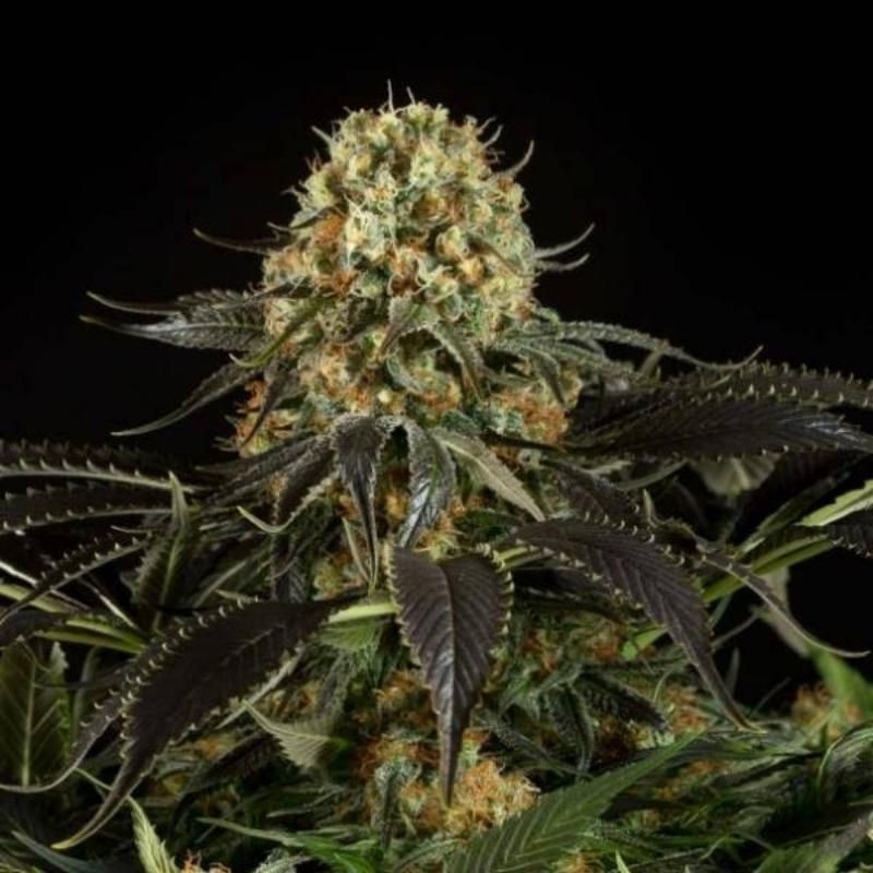 White siberian dinafem seeds féminisée White siberian dinafem seeds féminisée