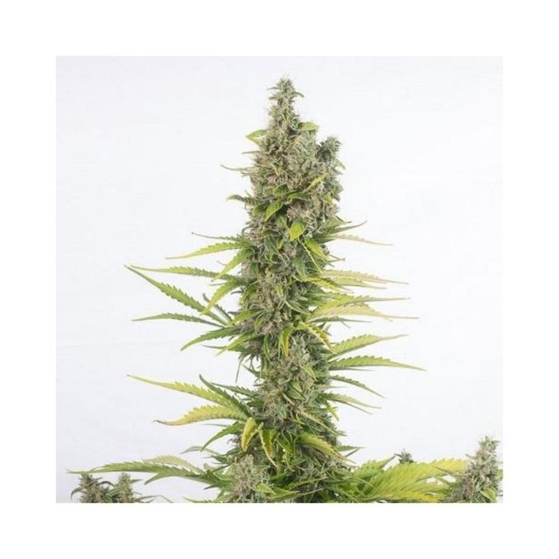 Amnesia cbd auto dinafem seeds