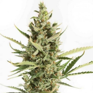 Amnesia xxl auto dinafem seeds Graines de Collection