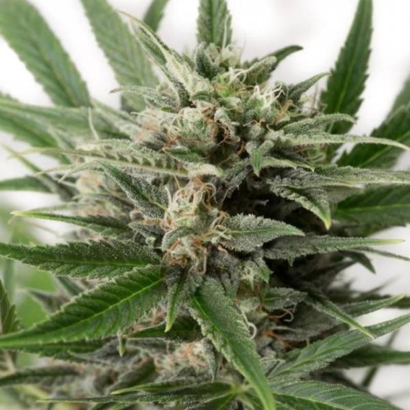 Blue amnesia xxl auto - dinafem seeds Blue amnesia xxl auto - dinafem seeds