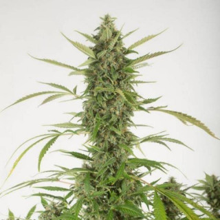 Bubba kush auto dinafem seeds Graines de Collection