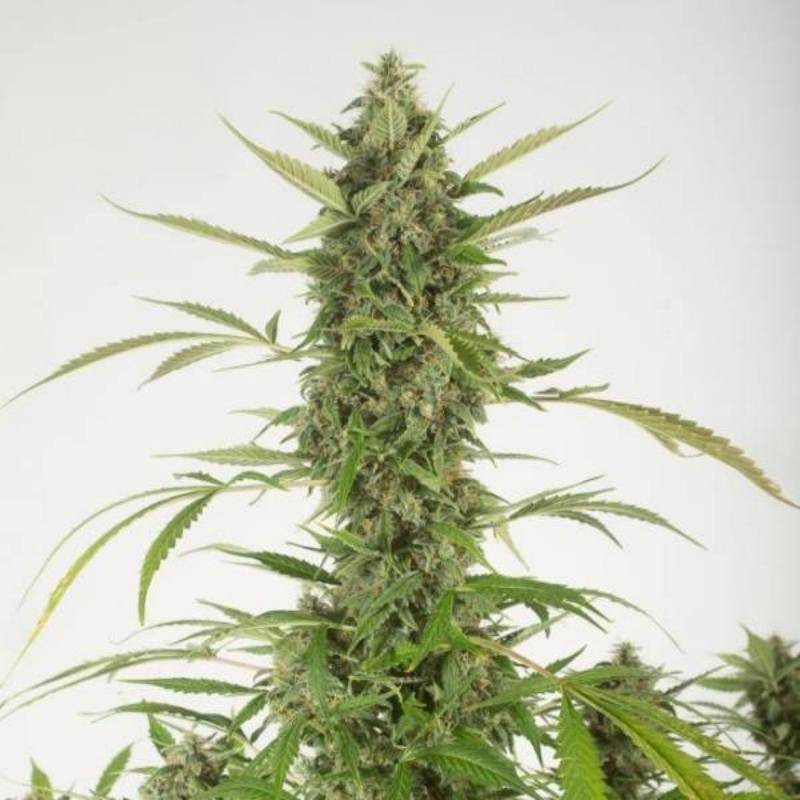 Bubba kush auto dinafem seeds