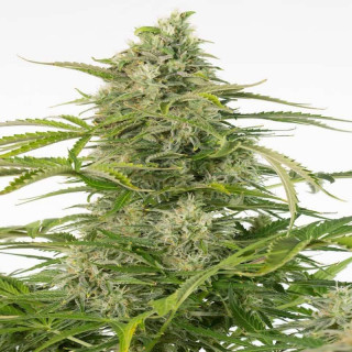 Cheese cbd auto dinafem seeds