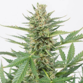 Cheese XXL Auto - Dinafem Seeds - Graines de cannabis de collection