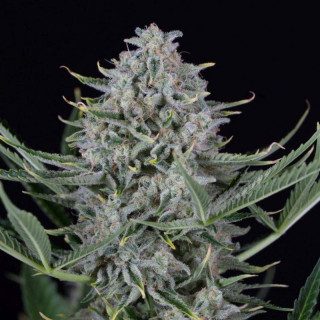 Cookie autoflo dinafem seeds