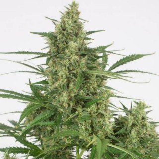 Critical + 2.0 Auto - Dinafem Seeds - Graines de cannabis de collection