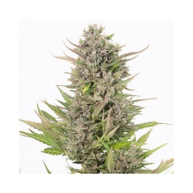 Critical + CBD Auto - Dinafem Seeds - Graines de Cannabis de Collection