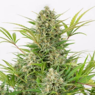 Critical cheese auto dinafem seeds