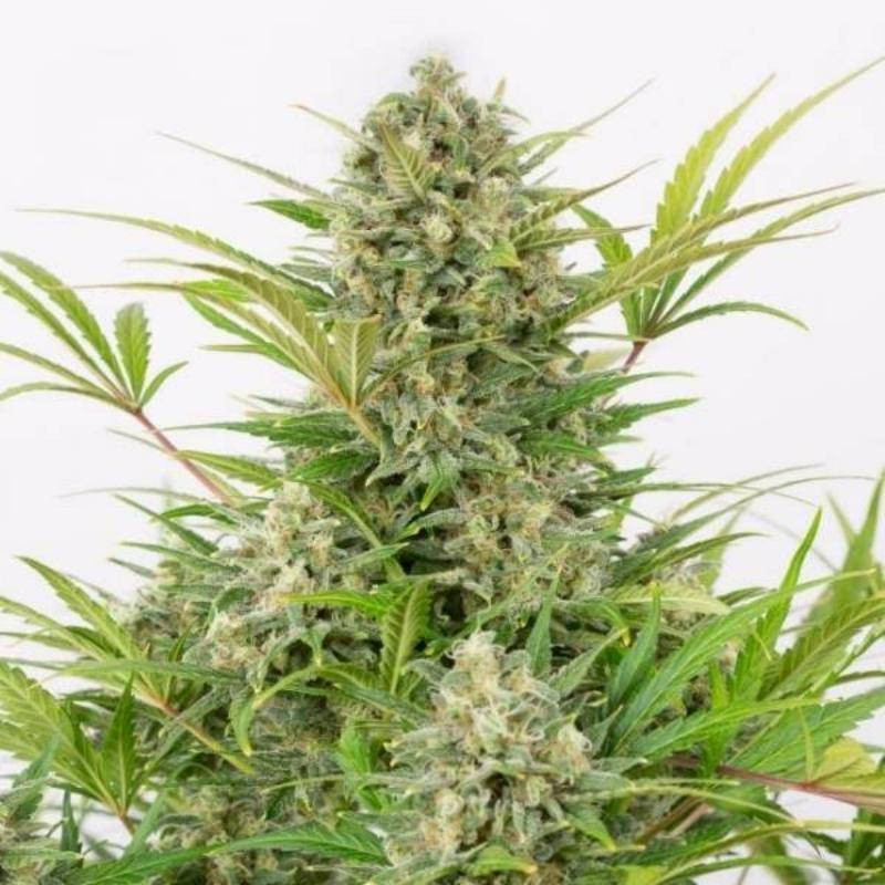 Critical cheese auto dinafem seeds