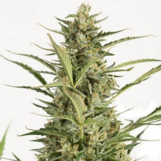 Critical jack auto dinafem seeds Graines de Collection