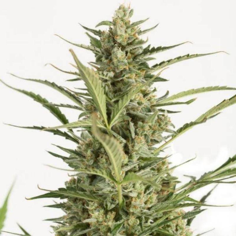 Critical jack auto dinafem seeds