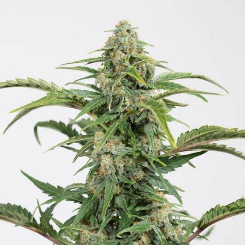 Dinamed cbd auto dinafem seeds