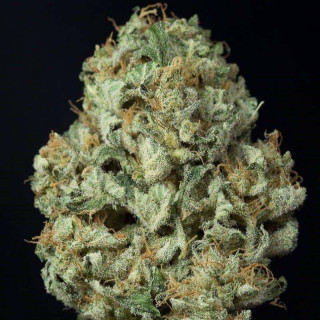 Dinamex auto dinafem seeds Graines de Collection