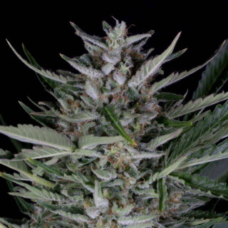 Gorilla autoflowering dinafem seeds