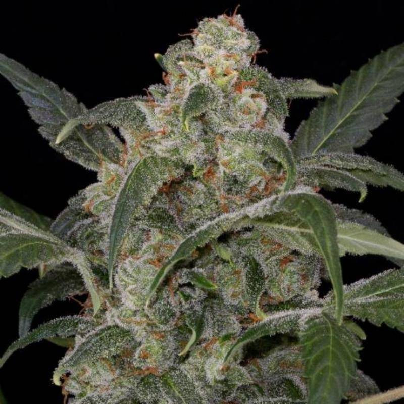 Haze 2.0 auto dinafem seeds Haze 2.0 auto dinafem seeds