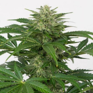 Haze CBD Auto - Dinafem Seeds - Graines de cannabis de collection