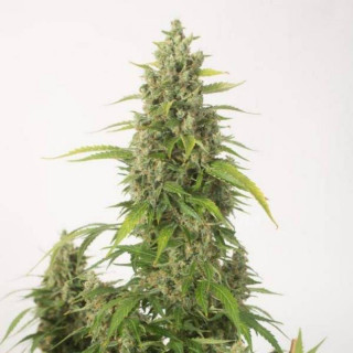 Haze xxl auto dinafem seeds Graines de Collection